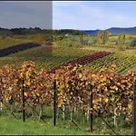 公寓 Trunk Direkt An Den Weinbergen, Parkplatz, Terrasse Mit Grill Und Lounge