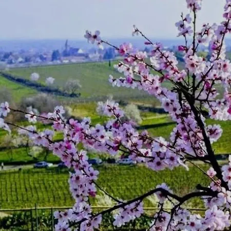 Trunk Direkt An Den Weinbergen, Parkplatz, Terrasse Mit Grill Und Lounge Roschbach