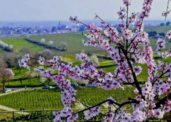 Trunk Direkt An Den Weinbergen, Parkplatz, Terrasse Mit Grill Und Lounge Roschbach