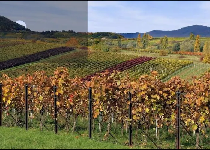 Apartment Trunk Direkt An Den Weinbergen, Parkplatz, Terrasse Mit Grill Und Lounge